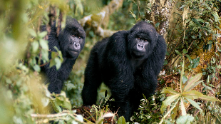 Gorilla Murders Frame